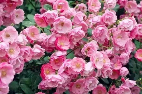 月季花，颜色那么鲜艳，是不是用了什么魔法？