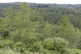 土壤条件：生命的基石