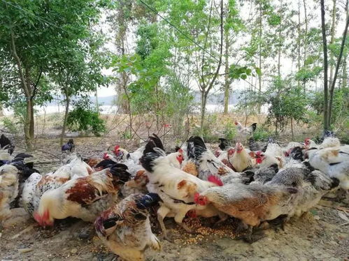 寻找鸡鸭无害的除草剂：一场农业养殖的“绿色”革命