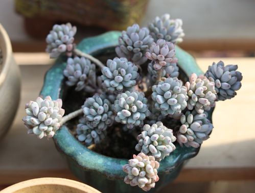 秋季多肉蔫叶烂根的无奈与应对