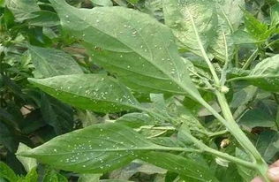 高氯马：那个神奇的“马”是啥？