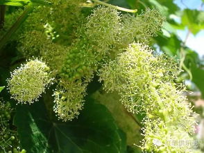 葡萄汁：花卉生长的天然养分，打造绿色生态花园