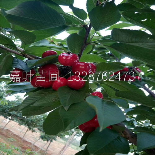 7月种植樱桃：需掌握特殊技巧