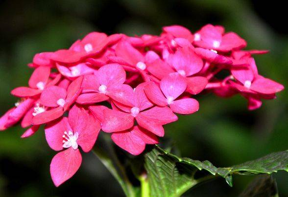 南方养花的痛点：如何选择合适的花种