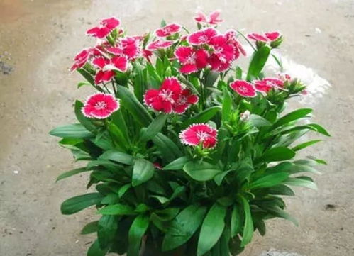 沈阳地区适合种植的木本花卉