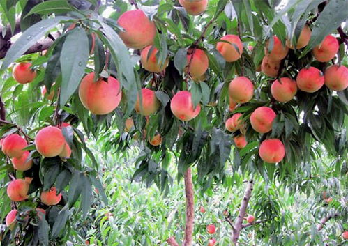 桃树萌芽前， 果园喷洒护树将军与新高脂膜