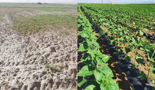 豆角在盐碱地种植的建议