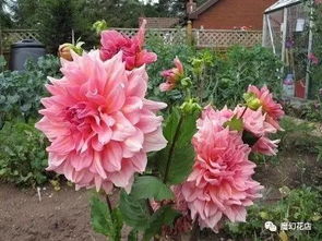 牡丹花搭配，美得不像话！