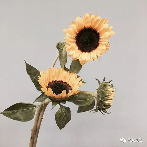 情境选择，心情的展现