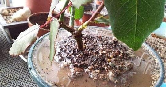 天竺牡丹根如何保存？防止腐烂的小秘诀是什么