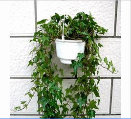 花箱设计中，常春藤和吊兰的完美搭档