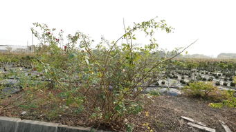 第一步：修剪口要平滑