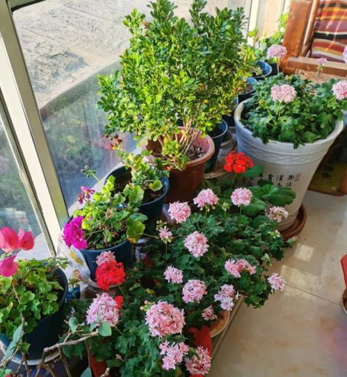 选苗堪颜值不堪本质