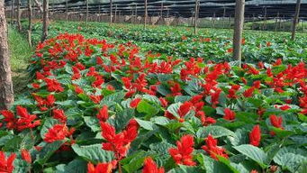 花卉养护技术要点