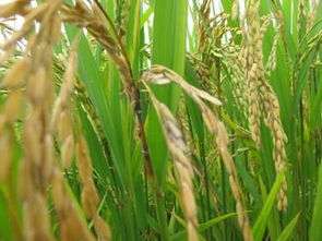 破口期施药， 早三天白费钱，晚三天毁全年