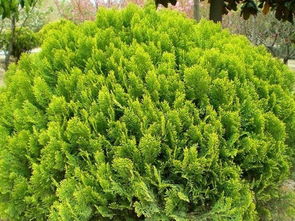 洒金柏球、 侧柏、千头柏的区别揭秘