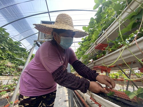 新栽草莓苗应该怎样合理浇水，以保证其健康生长