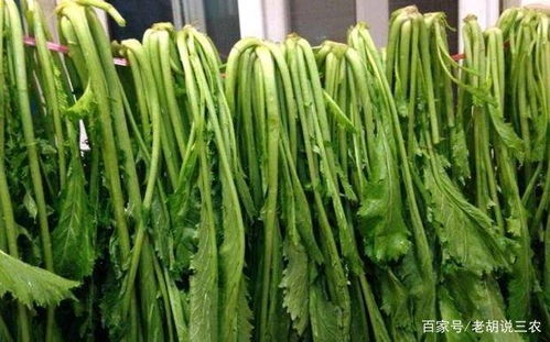 6月份露地种植，除了菠菜，还有哪些蔬菜适合种植呢？