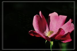 月影的来历与特点