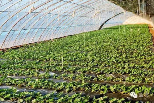 北方温室的越冬技巧