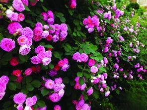 花语大全，图解花名寓意