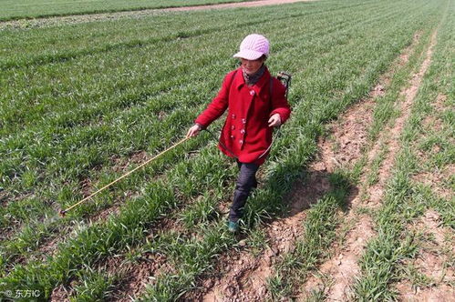 田间除草的重要性