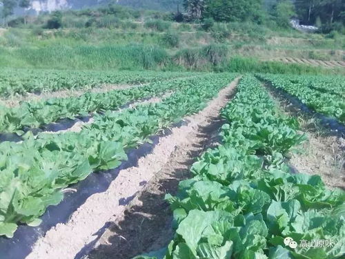 贵州农家露天种植蔬菜，哪种最好？