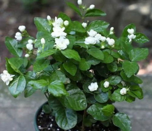 茉莉花：香气四溢的雅致之花