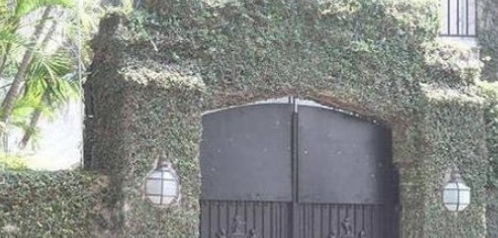 围墙边的植物推荐