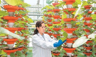 绿萝的栽培技术要点有哪些，如何正确培植以促进其健康生长