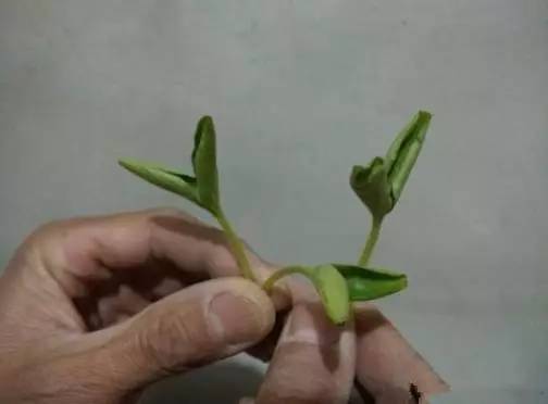 防治病虫害的五大技巧