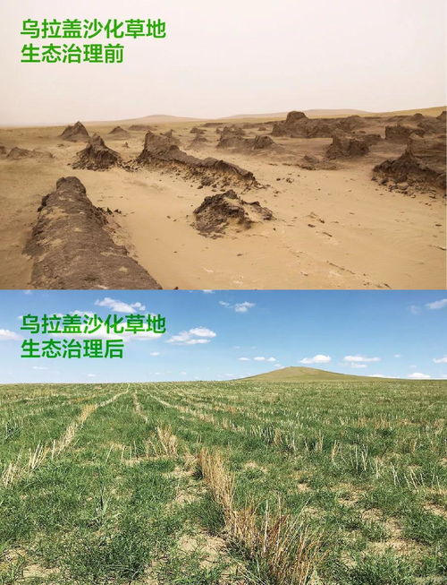 北方草地里的花者阝有啥：生态修复的难题