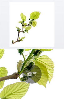 木质特征的奥秘：如何辨识植物的秘密语言