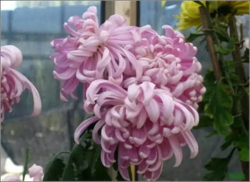 双“地”藏花名，为何“丁”字成谜