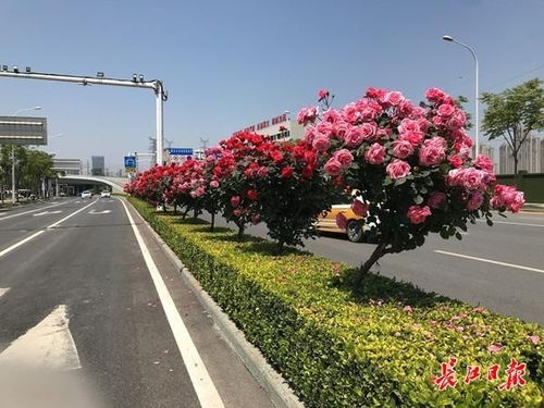 武汉绿化：春光流韵正当时