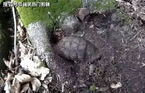 野外树根消毒，如何安全拆分