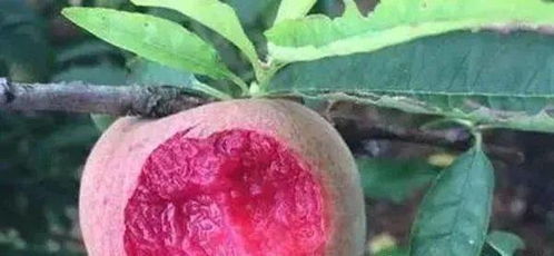 果农的惨痛教训