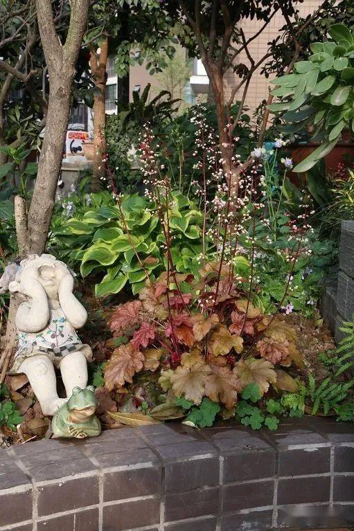 为什么别人的花园第二年花苗茂盛，我家的却要重新买苗？