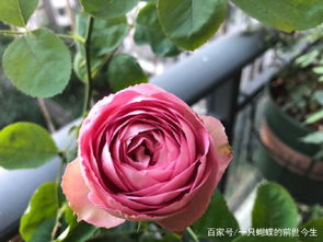 食醋的神奇功效