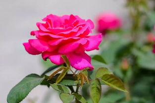 花种类繁多，美得我眼dou花了！