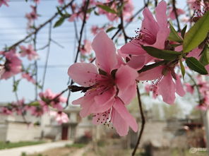 桃花的粉红， 如同梦幻的色彩