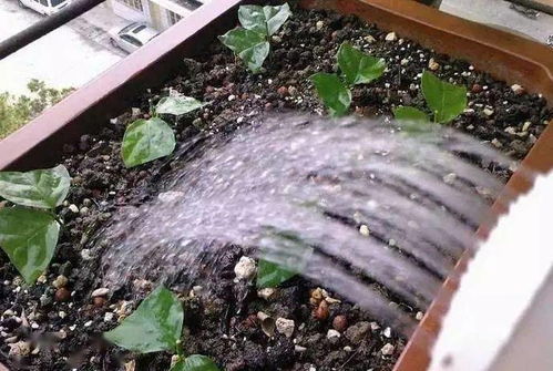 水培富贵竹生根的关键是什么？为什么有的插穗生根快