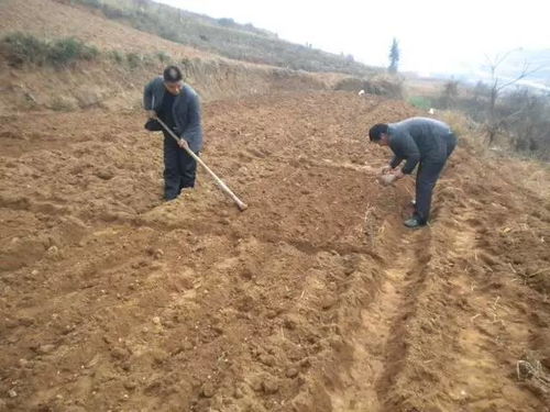 “花生种植指南中，如何正确进行花生播种和田间管理