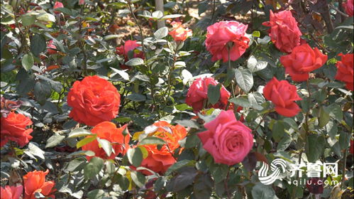 佩尔朱克/M-桃子：水果香气，迷人无比