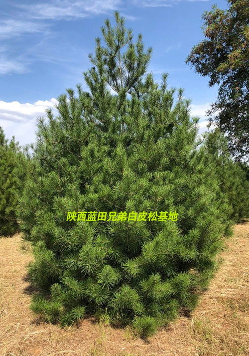 春天移植好还是秋天移植好？