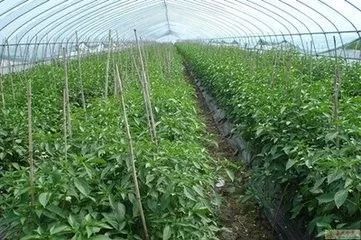 各种蔬菜，任你挑选