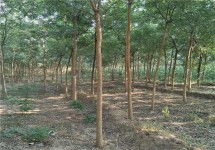 惯与国槐2公分树苗的价格