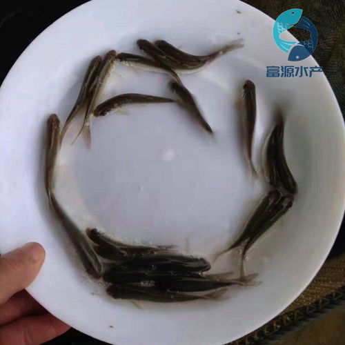鱼苗成长必备，揭秘7大饵料奥秘