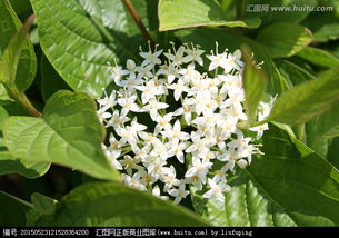 茉莉花：绿叶白花，香气袭人