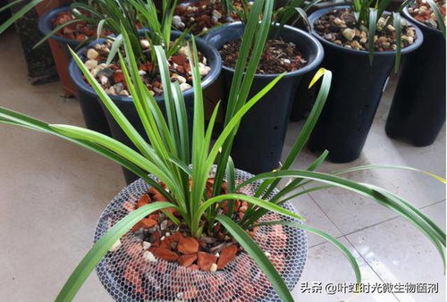 北方冬季兰花怎么施肥？肥料选择有讲究吗